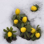 Keindahan Bunga Di Musim Salji