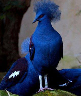 burung biru