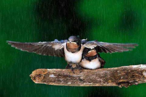 burung dalam hujan