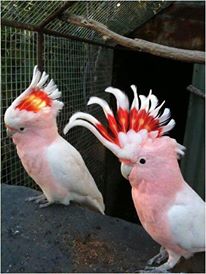 burung pink colour