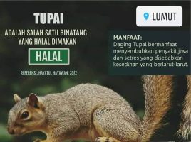 makan tupai,hukum makan tupai,rasa deging tupai